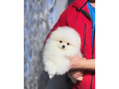 Minyatür teacup boy orjinal ayıcık yüz pomeranian yavrular