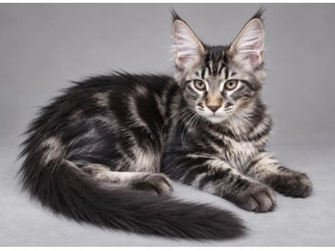 Dev erkek maine coon orman rengi