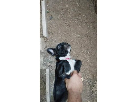 Dişi french bulldog