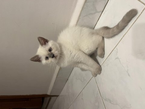 Paşa oğlum british longhair