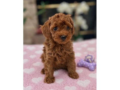 Bina yaşantısına uyumlu wc eğitimli toy poodle