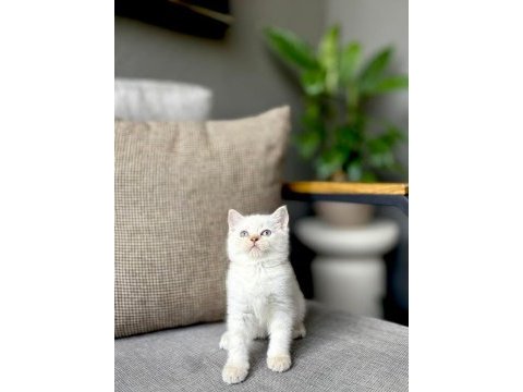 Brıtısh shorthair a kalite yavrularım 