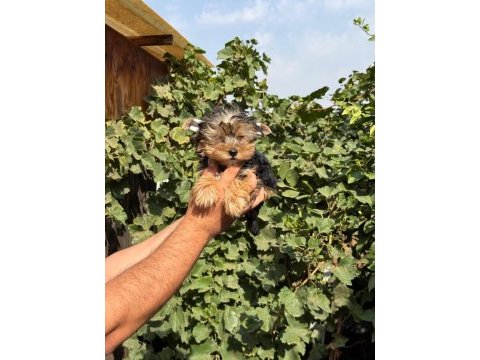Morkie yorkshire