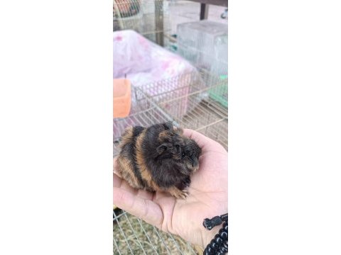 Yavru ginepig - gine tavşanı