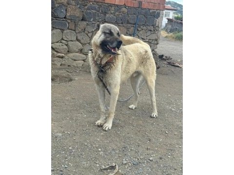 Safkan temiz damar köpeğimiz