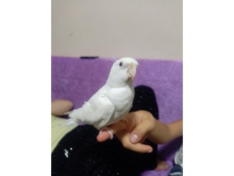 Albino beyaz sultan papağanı