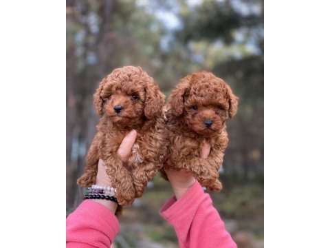 Kilo garantili red toy poodle