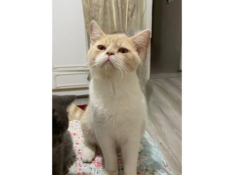 British shorthair bicolor erkek