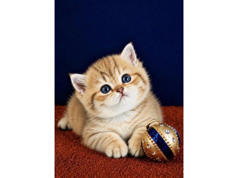 British shorthair ve longhair golden yavrular