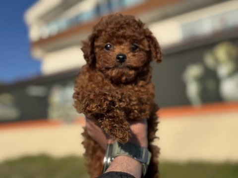 Petmode köpek çiftliğinden redbrown toy poodle yavrular