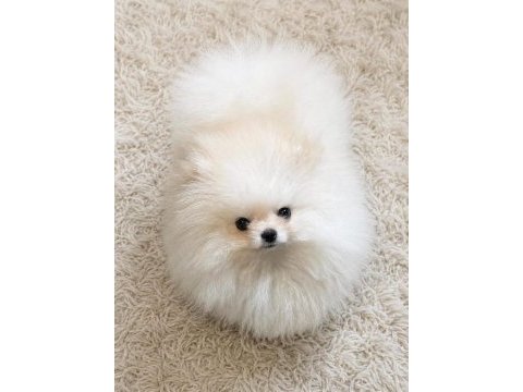Teacup teddy bear pomeranian