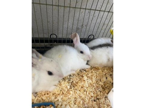 Erkut petten renk renk yavru tavşanlar