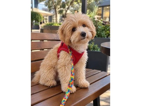 Full aşılı eğitimli maltipoo