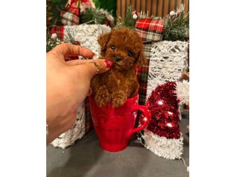 Ankara nın en güzel toy poodle yavruları