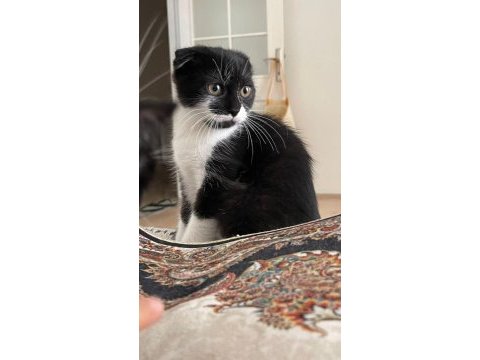Half british cats