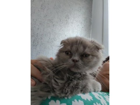 Scottish fold ve iran persian kırması