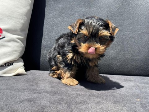Show kaite tea cup yorkshire terrier yavrumuz