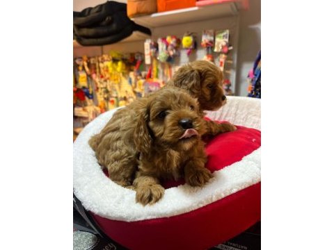 Tüy dökmeyen hipoalerjenik saf kan maltipoo yavrular