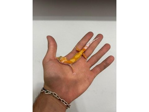 Leopard gecko