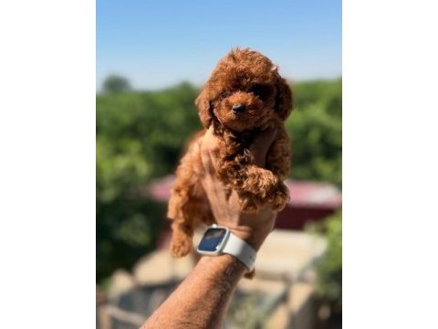 Teacup aşılı eğiitimli premıum toy poodle