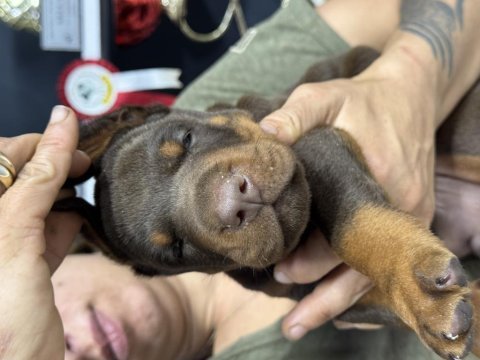 Harika european doberman yavruları