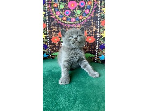 A kalite ayı kafa gri yavru