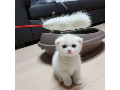 Aynı gün teslim imkanıyla scottish fold yavruları