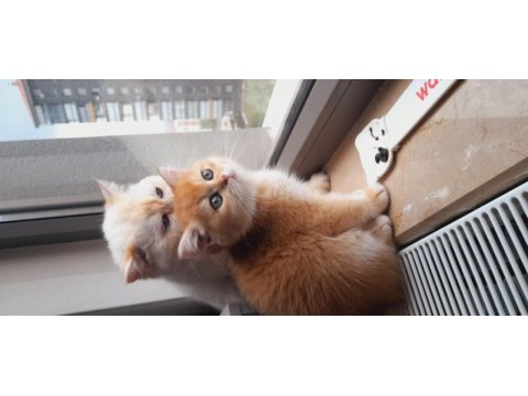 British shorthair kaliteli yavrular golden yavrular