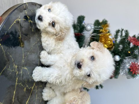 Maltese terriyer köpekler