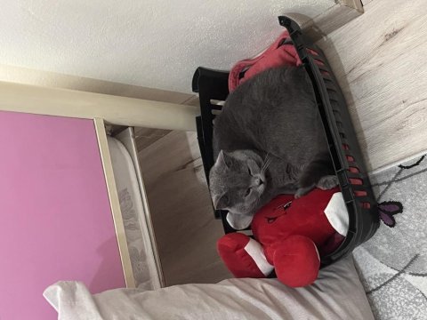 British shorthair kedisi 1 yaşında