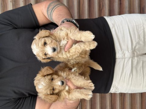 Orjinal sağlıklı maltipoo