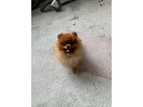 Pomeranian boo yetişkin erkek