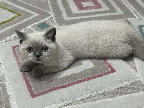 British bluepoint kedimiz