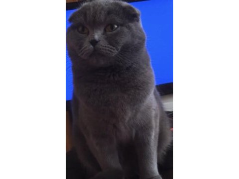 Ücretsiz scottish fold dişi