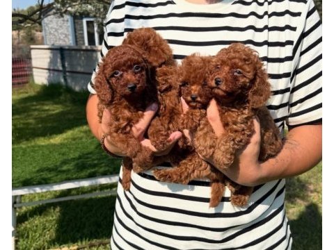 Ömürlük dostunuz sizi bekliyor toy poodle