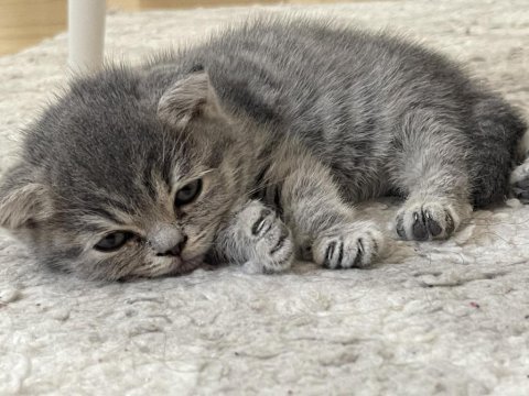 British shorthair 3 aylık dişi yavru