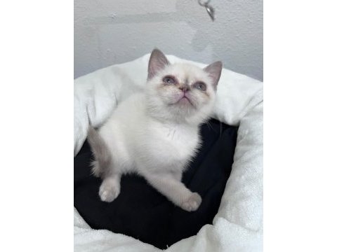 Exotic shorthair ve scottish fold bebekler
