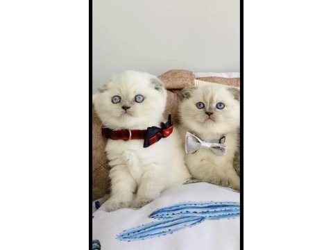 A kalite blue point scottish fold