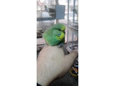 Şow jumbo yavru muhabbet kuşu