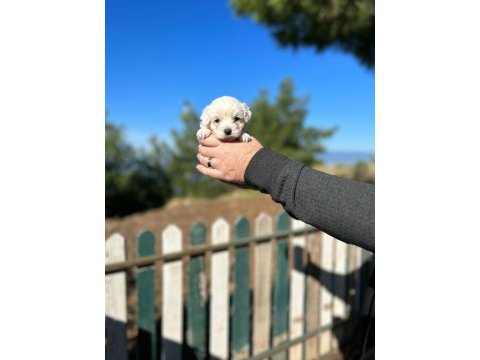 Irk garantili maltese terrier yavrular