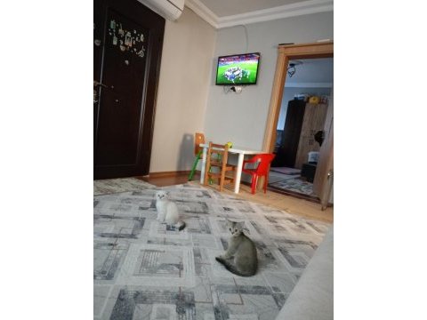 Kırık kulak dişi kedimiz yeni sahibini bekliyor