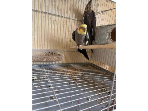 4 yavrulu kusursuz grey sultan papağanı takım