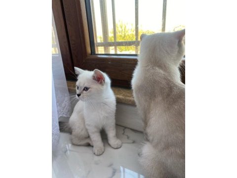 3 erkek british shorthair