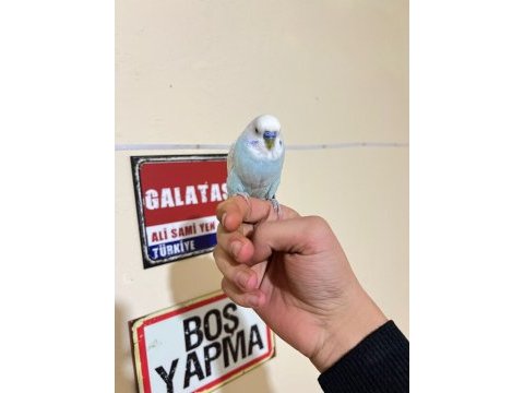 Erkek ele alışıktır bilginize güzel kuşlar gençler