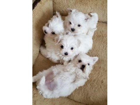 Maltese terrier puppies