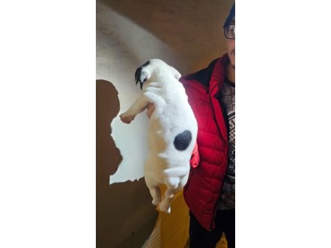 Maskeli harika yavru french bulldog