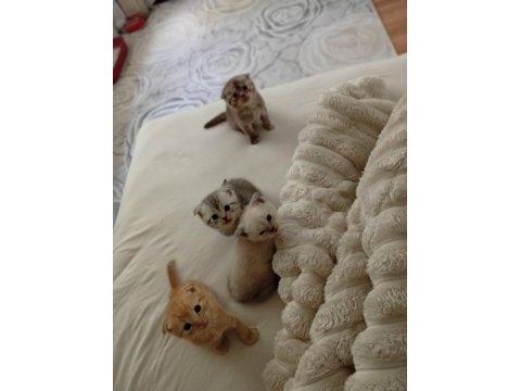 Scottish fold orjinal yavrularımı sahiplendiriyorum