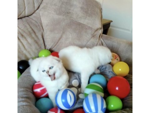 Scottish fold yavru