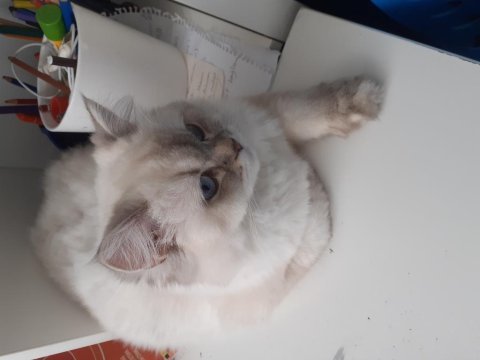 British longhair