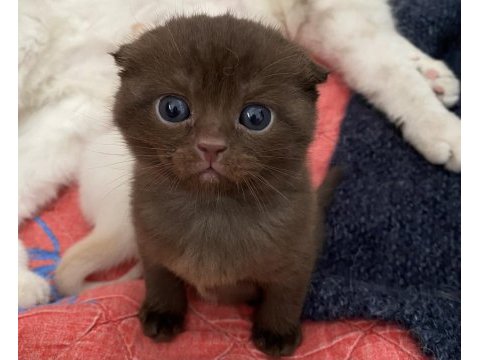 British shorthair yavrularımız yuva arıyor